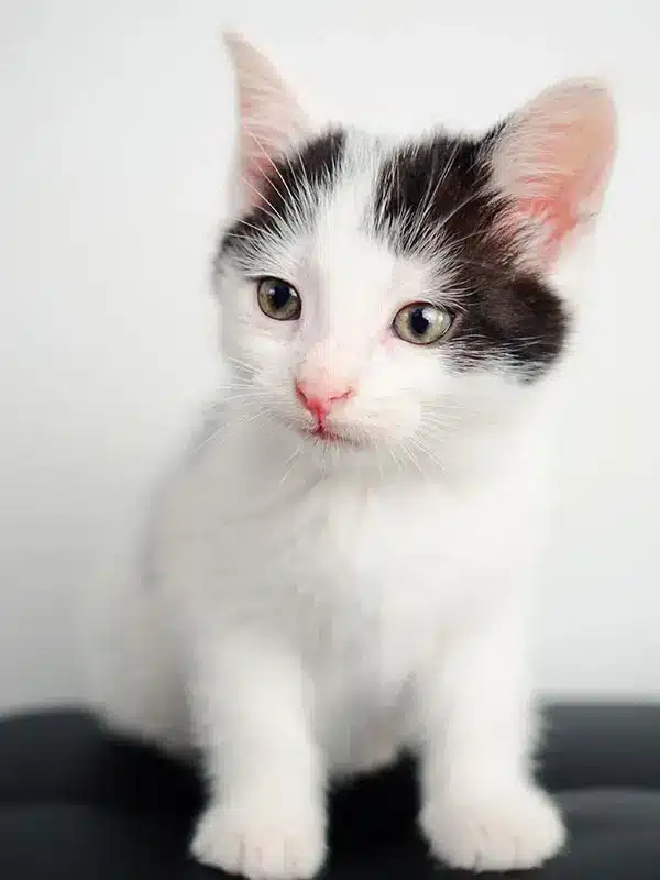 Junior